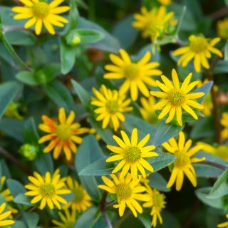 Harpagophytum Procumbens